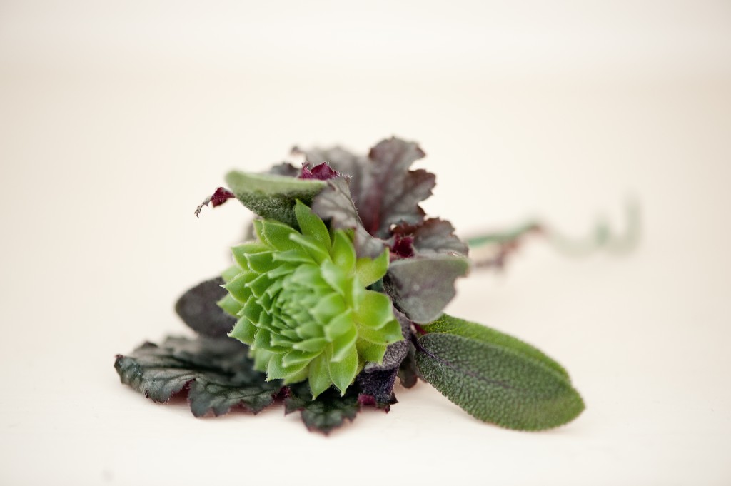 A green succulent with herbs.
